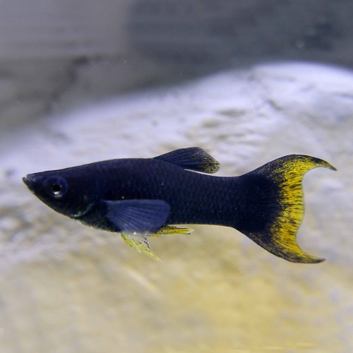 Poeciliidae sphenops lyretail - Molly noir lyratail M